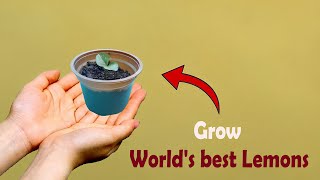 I Grew The Rarest Lemon Trees And The Results Will Shock You