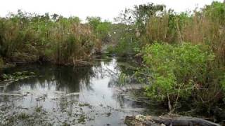 Anhinga Trail In Everglades