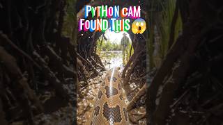 We Put a Camera on a Florida Python… It Found This 😱#shocking #shorts #shortsfeed
