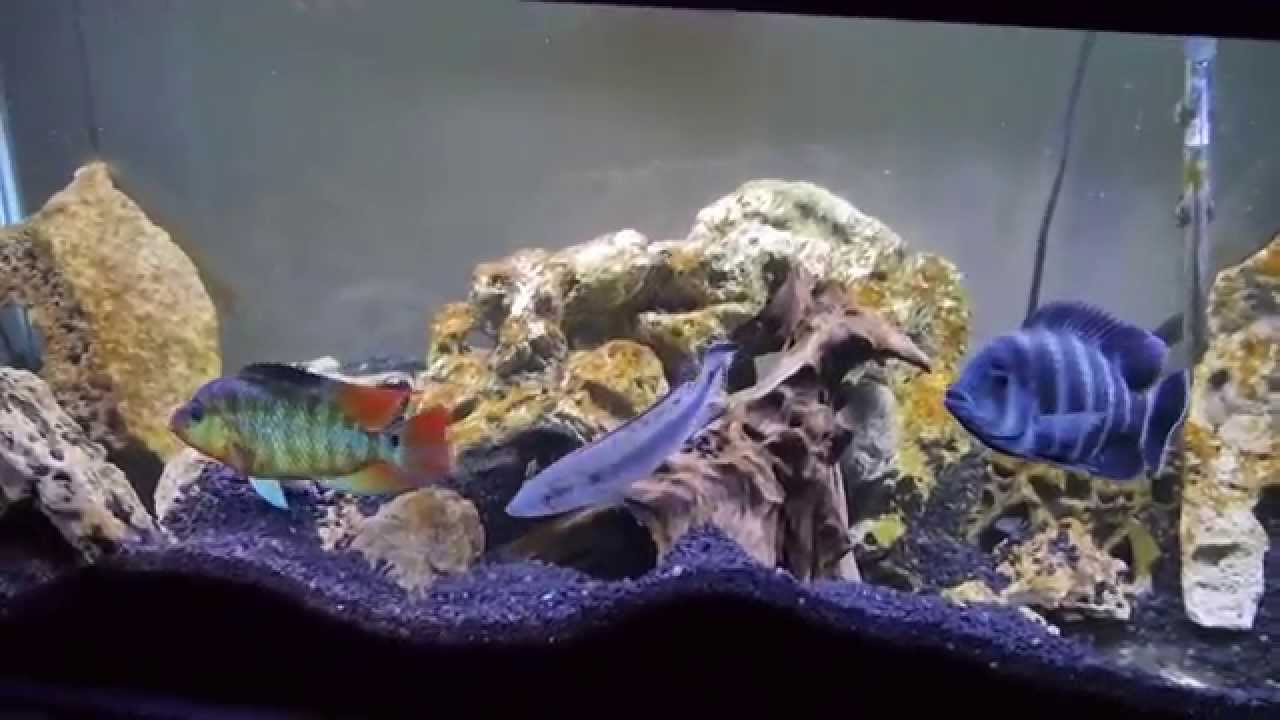 7/22/15 - 75G AGGRESSIVE CICHLIDS UPDATE - YouTube