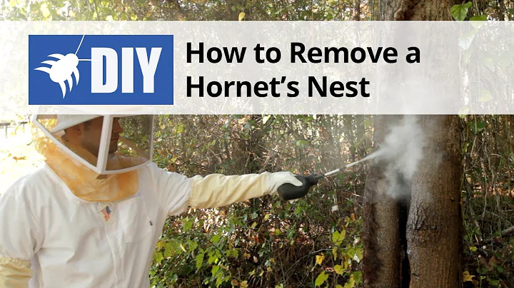 How to Get Rid of Wasps & Hornets - Nest Removal