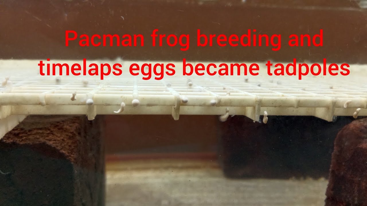 Pacman Frog Breeding And Tadpoles Photo Inspiration