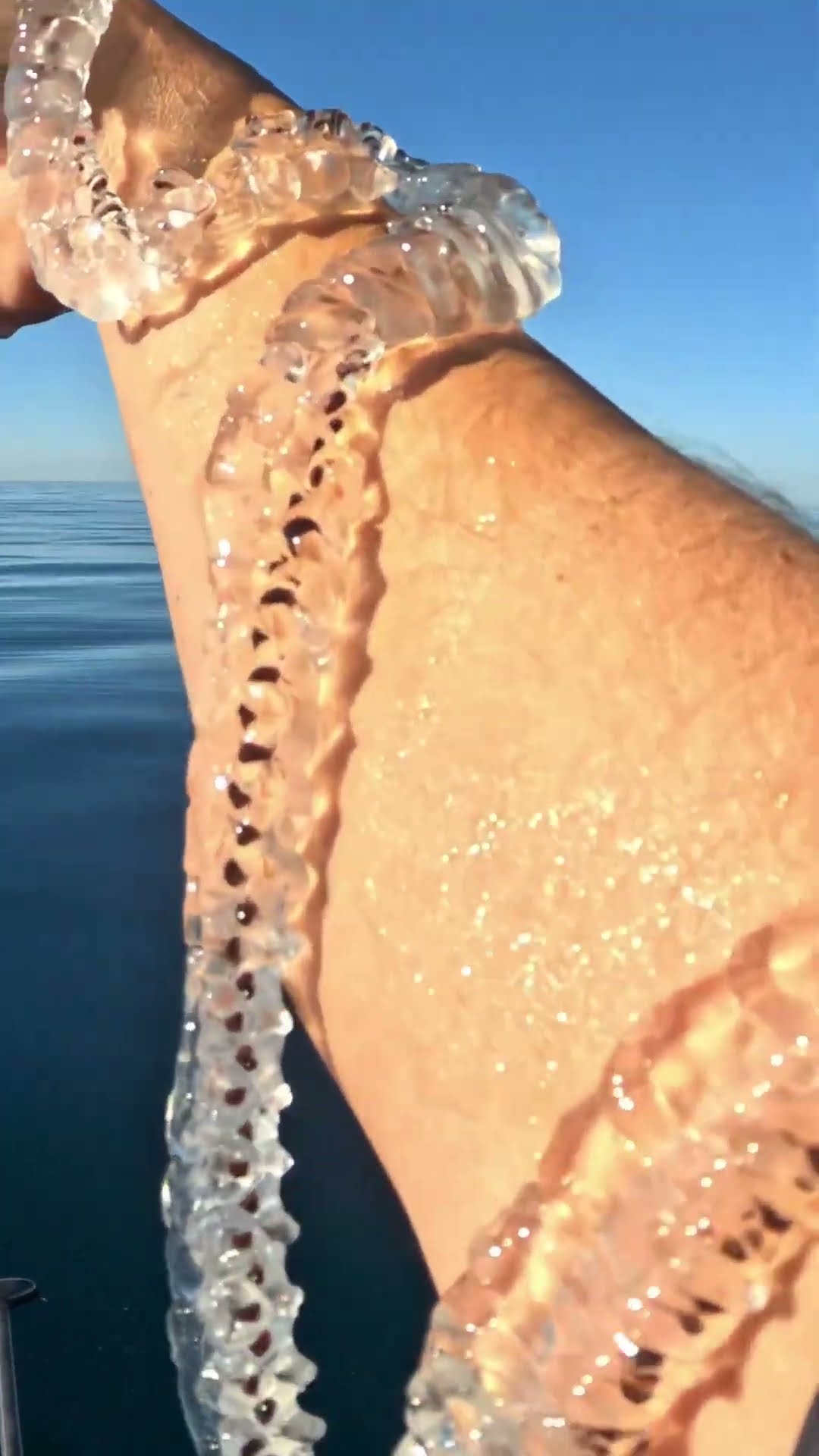 A Salp Bracelet || ViralHog
