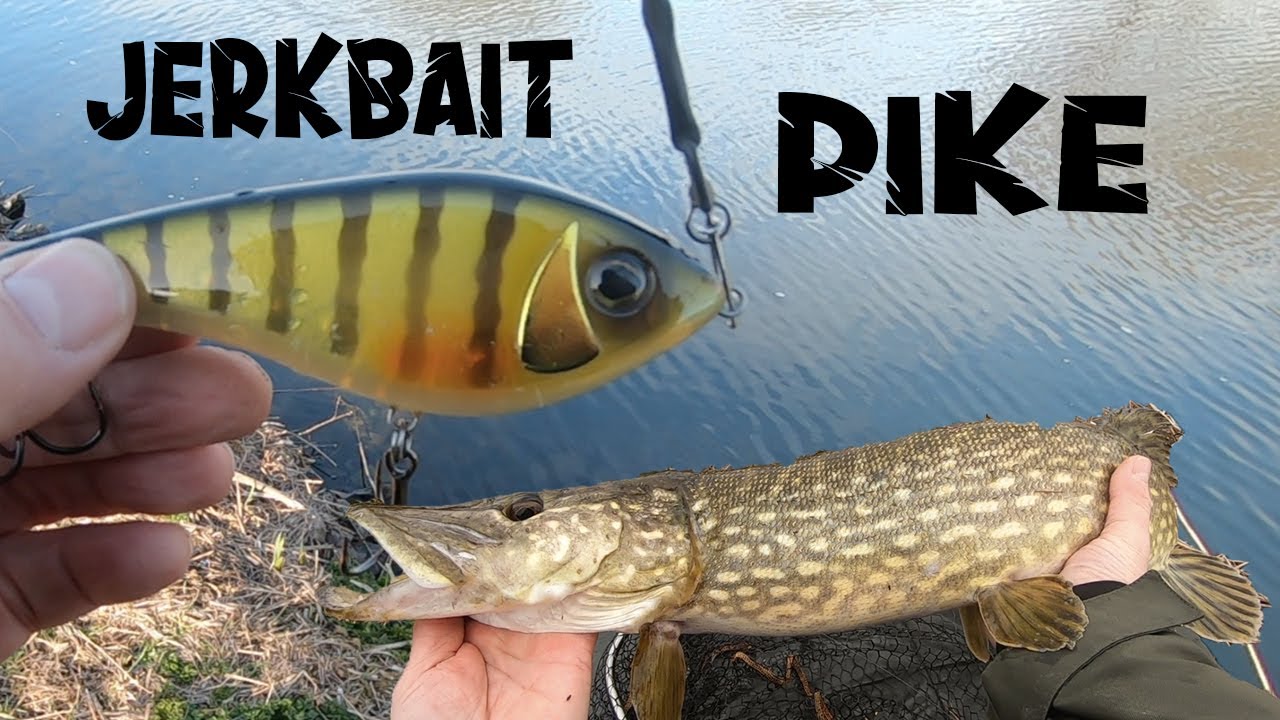 Jerkbait Pike Action on the Westin Swim S Golden Ghost 