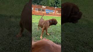 Nala The Pregnant French Mastiff & Father