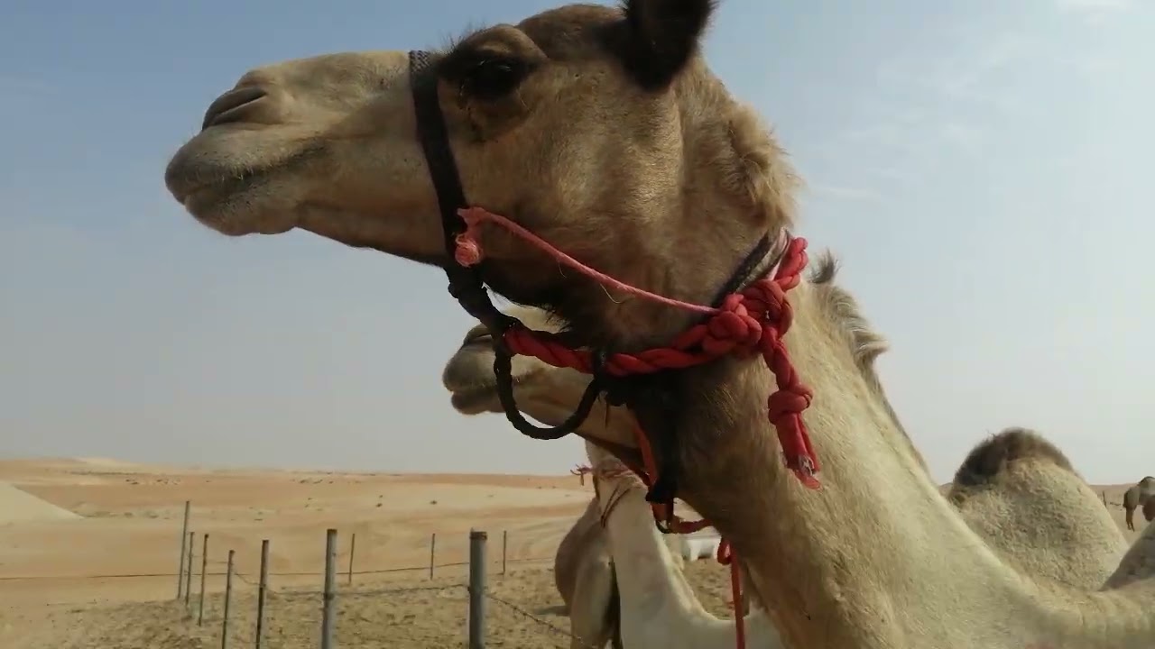 Mashalla mujeeb khan