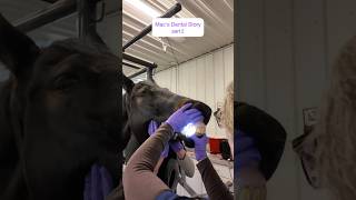 Mac’s Dental Journey Part 2🦷 Yes, horses need to see the dentist too!! #equinedentistry