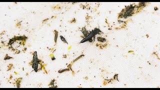 The Perfect Bug Seine