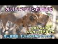旭山動物園 イオちゃんのムギュー頂きました オリトのゴロリン作戦成功 Orito’s Little Success【English Subtitles】 Orito & Io family