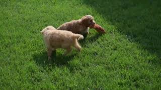 Miniature Poodle Mix Puppies For Sale