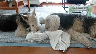 シャカシャカパンツが好きなのです