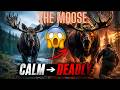 Why Moose Are MORE DEADLY Than Bears — Shocking Moose Attack Facts! | Wild Lens TV