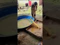 Rural Environment // Pinda Da Mahol #nature #vews #viral #pindawale #love