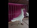 Виставка декоративних голубів м.Тернопіль (4.02.2018р)Exhibition of Decorative Pigeons in Ternopil