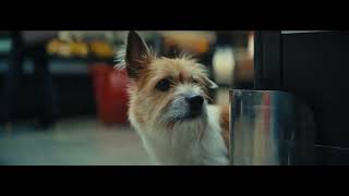 Il Cagnolino 2024 Conad