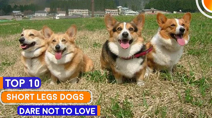 Who Doesn't Love Super Cute Short Legs Dogs? | CorgiPlanet - DayDayNews