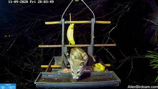 Lovely Visit By Angel The Genet