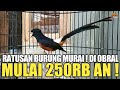 KIOS GILA ! JUAL MURAI MULAI 250RB AN DAN SEMUA JENIS BURUNGNYA DI OBRAL MURAH !