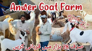 Anwar Goat Farm Qurbani 2024 Collection Sirf Or Sirf 30000 Mai