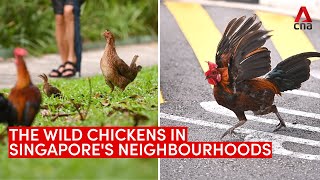 The wild chickens in Singapore's neighbourhoods