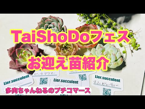 Succulents] Introducing My New Succulent Haul🪴TaiShoDo, Tochigi