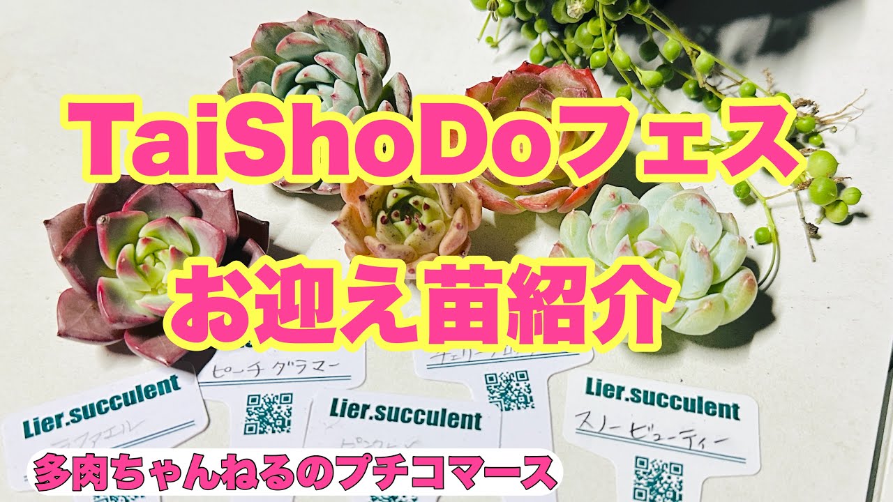 多肉植物】お迎え多肉ご紹介🪴栃木県TaiShoDo - YouTube
