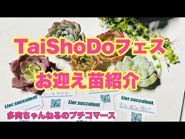 Succulents] Introducing My New Succulent Haul🪴TaiShoDo, Tochigi