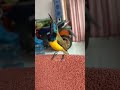 Burung Sogon Gacor Isian Mewah | Sogok kontong