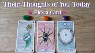🌈What Are Their Thoughts of You and the Connection Right Now?💕 🦋Pick a Card🦋 Timeless Tarot.