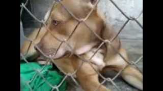 Mi American Pitbull Terrier Hembra