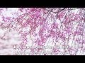 Senbonzakura English fandub