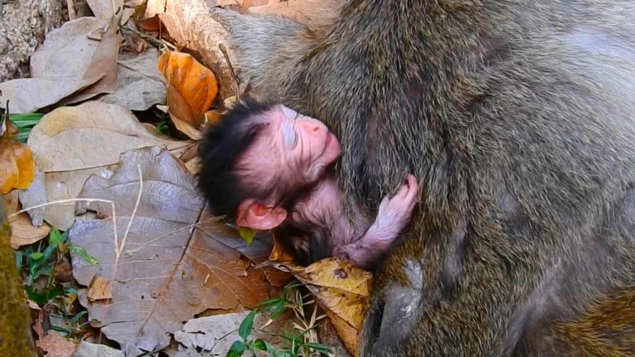 Tiny Baby Monkey With Mummy Monkey - Adorable Actions and Family Bond | Baby Monkey Life After Birth
