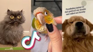 These INSANELY CUTE TikTok PETS will MAKE YOUR DAY...