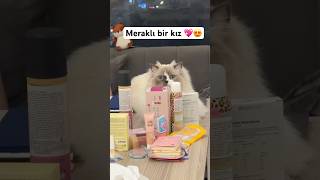 Milka Resmen “Ben De Kızım” Dedi 🐾✨ Ikedi