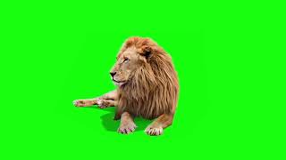 Lion Green Screen 4K Hd
