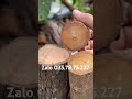 SNAKE VIỆT 18MM BẢN NÂNG CẤP #bonsai #maivang #bonsaitree #bonsaimini #caycanh #bonsaidep #linhsam