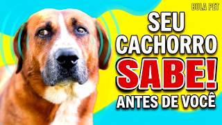 10 Coisas Que Os Cães Sentem Antes Dos Humanos A Nº7 Vai Te Surpreender