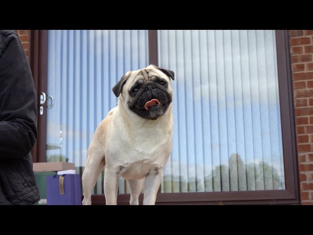 Happy Pugs Again! - YouTube