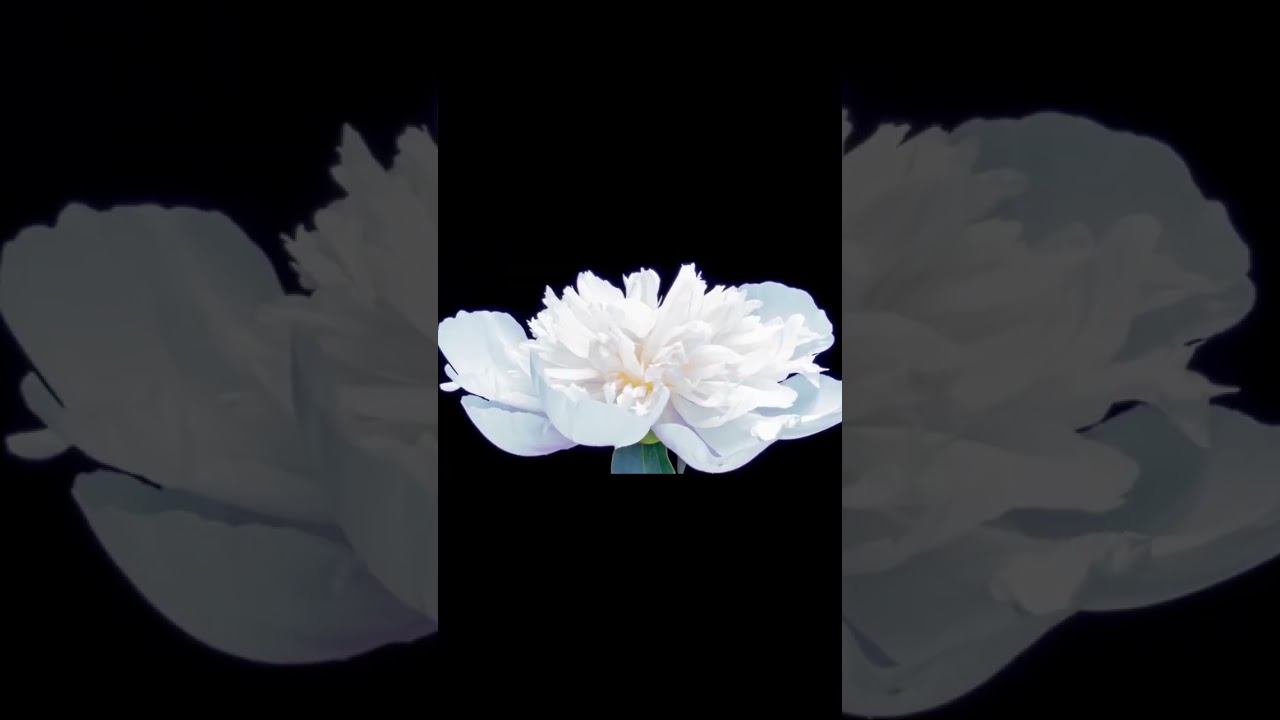 MadDogTor - Are You Happy (Music Video)