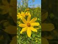 The superbloom is at its peak! Enjoy it with this 1-mile loop.