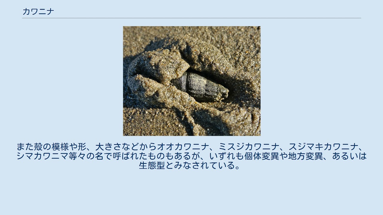 カワニナ Youtube カワニナ Youtube