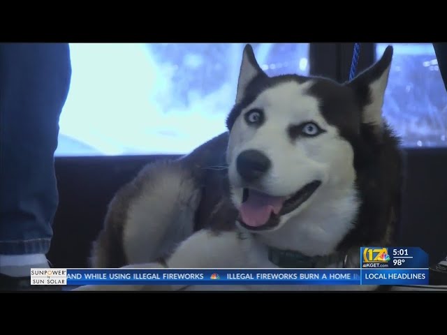 Fourth of July Fireworks send pets to animal shelters