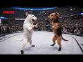 FULL FIGHT | Bull Terrier vs Airedale Terrier | MMA Fight | PAWFC #MMA #FullFight #PAWFC