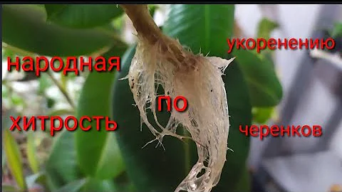 Что добавлять в воду,чтобы черенки быстрее дали корни!!