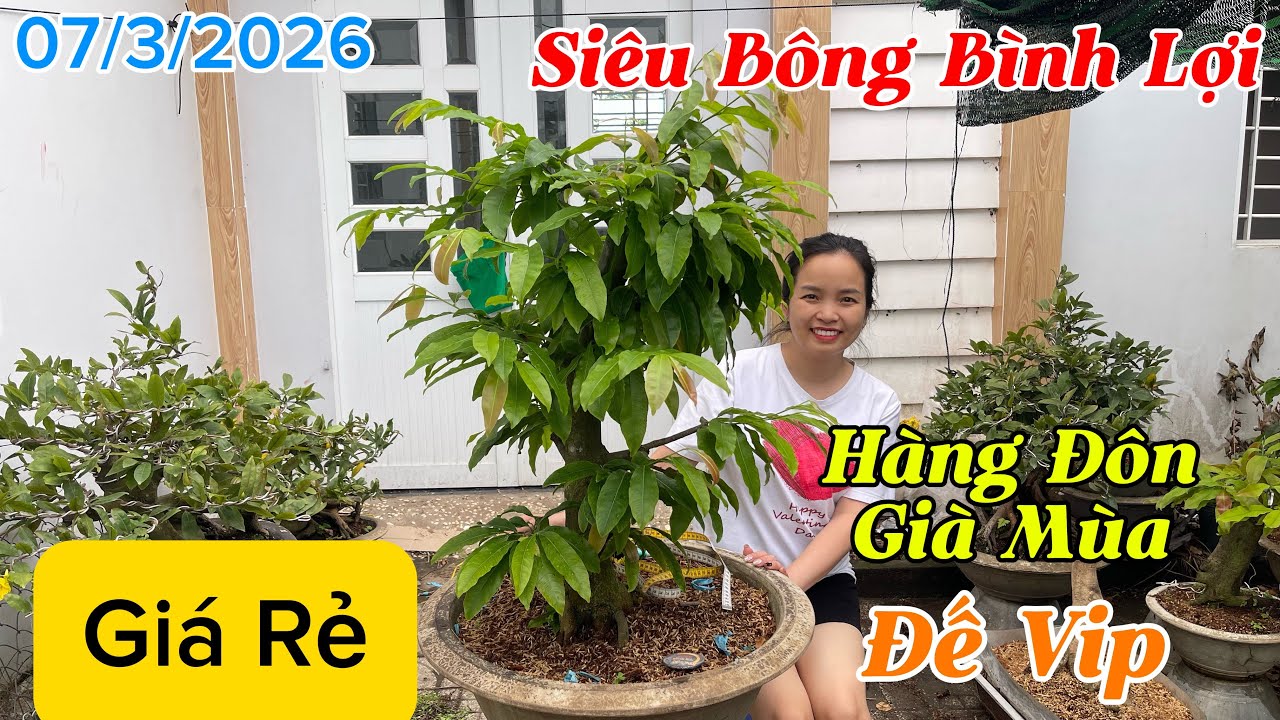 [07/3/2026] Siêu Bông Bình Lợi, Hàng Đôn Già Mùa, Đế Vip, Giá Rẻ ☎️Thuý 0982223575