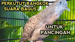 Download Lagu PERKUTUT BANGKOK GACOR SUARA BAGUS, COCOK UNTUK PANCINGAN SEMUA PERKUTUT BOSS MP3