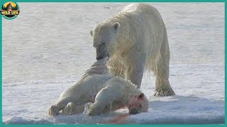 Polar Bears Brutally And Mercilessly Hunting And Eating Their Kills