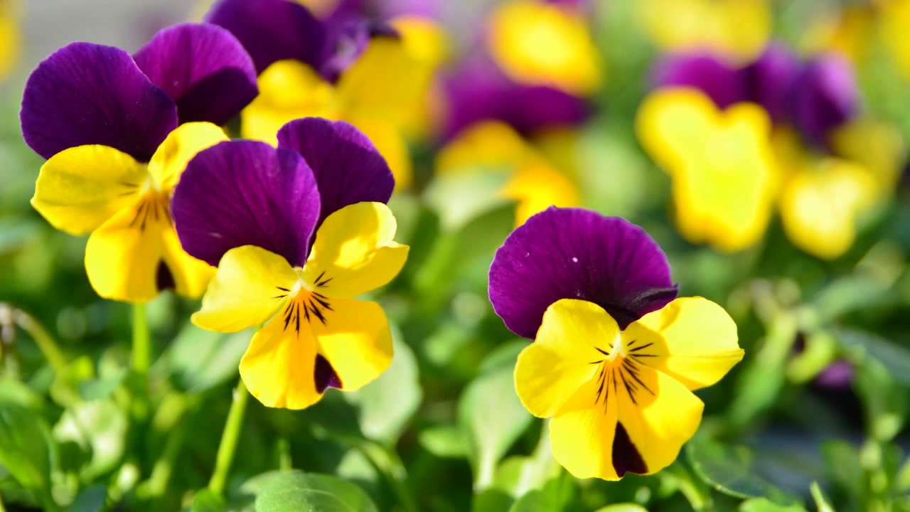 Pansies flowers plant (Tangkapan Layar)