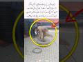 One-Legged Man Chooses Dignity Over Begging #SelfRespect #NeverGiveUp #InspiringStories #RealHeroes