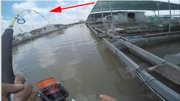 săn những con cá tra khủng làng bè bình thạnh và một cái kết | tập 118 | khoái câu cá